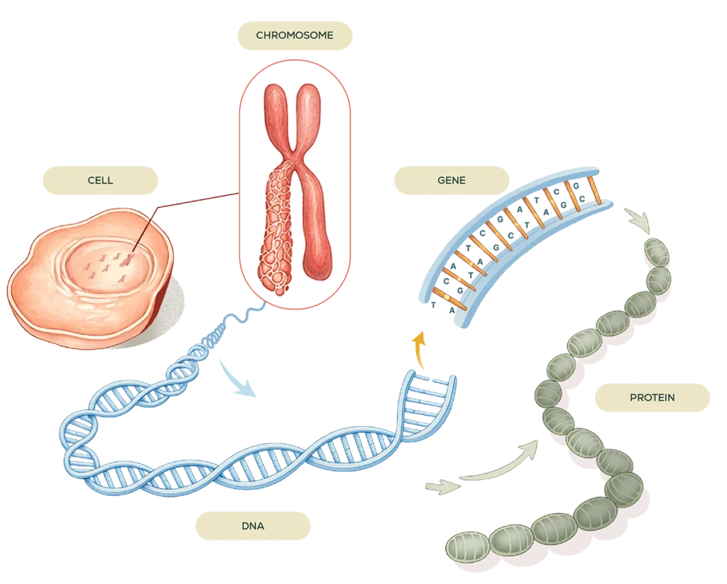 Chromosome illustration